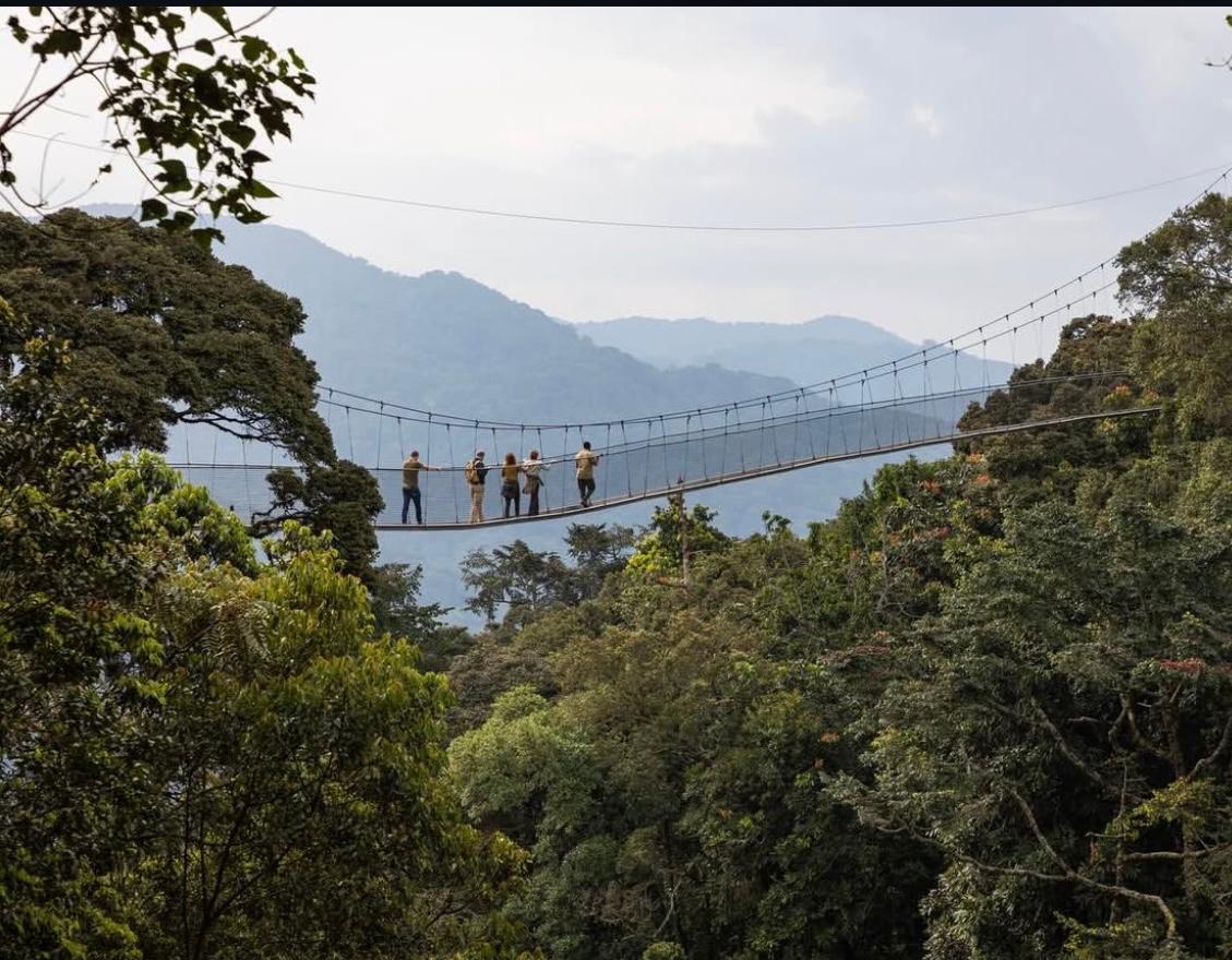 Nyungwe Zipline & Canopy Walkway Experience